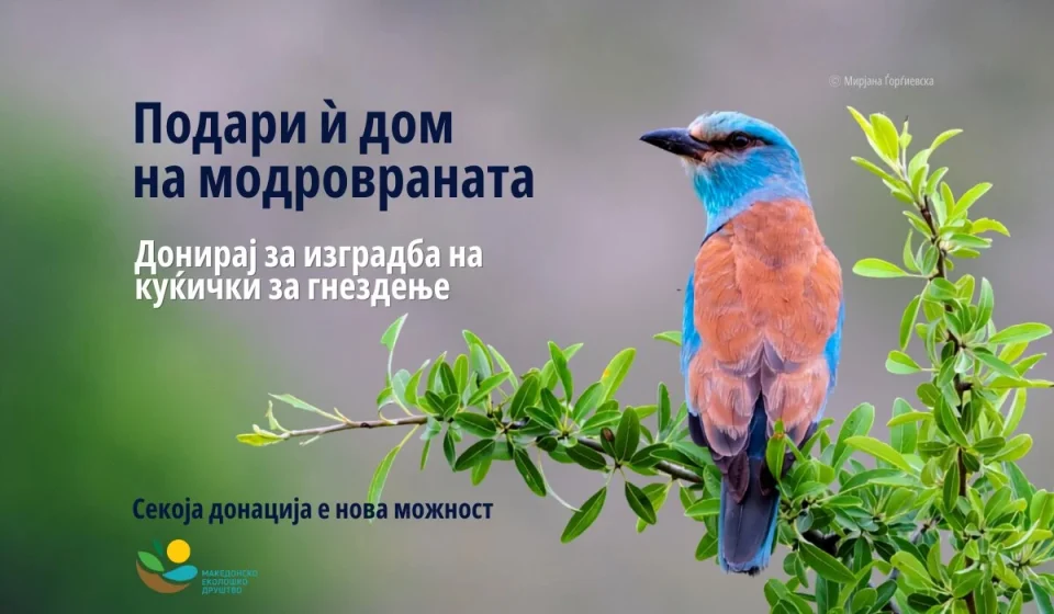 Модровраната бара дом: акција на МЕД за спас на една од најубавите птици во Македонија