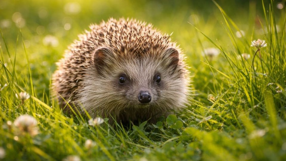 Еж во трева