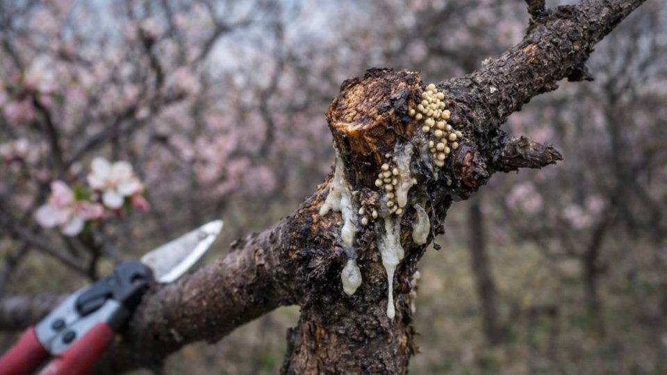 fungus and sap on pruned branch