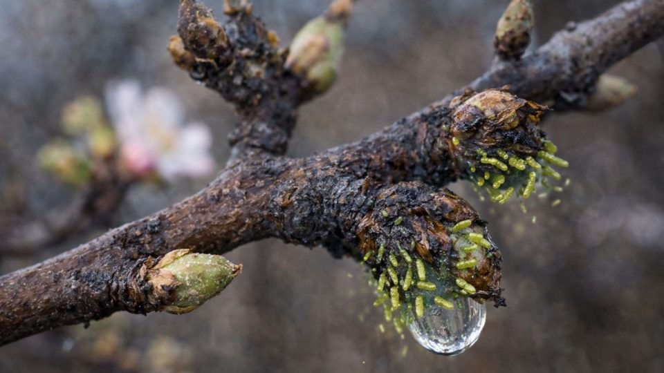 Spring decay on tree buds